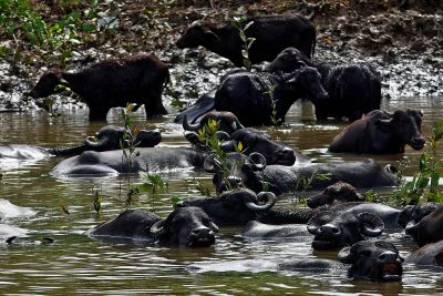 notícia: Promebull contribui para o crescimento e qualidade da pecuária bubalina no Marajó 