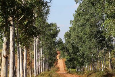 notícia: Governo discute parceria com Ong internacional para fomento do desenvolvimento sustentável 
