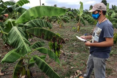 notícia: Adepará estabelece novas regras para acondicionamento e transporte de bananas 