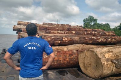 notícia: Sefa apreende 1.515 m³ de madeira em Curralinho, no Marajó  