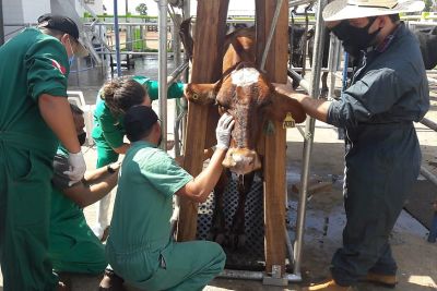 notícia: Portaria da Adepará institui novas regras para atuação de veterinários em eventos pecuários