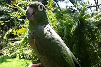 notícia: Papagaio ‘Guacamole’ é a mais nova atração do Mangal das Garças