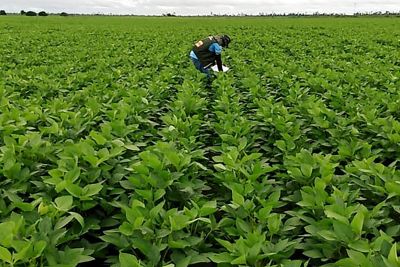 notícia: Adepará convoca produtores de soja para realizarem cadastro da safra 2020/2021
