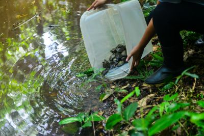 notícia: Tartarugas-da-amazônia, nascidas no Mangal das Garças, são soltas no Parque do Utinga