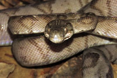 notícia: Serpente semelhante com a jararaca é encontrada no Parque do Utinga