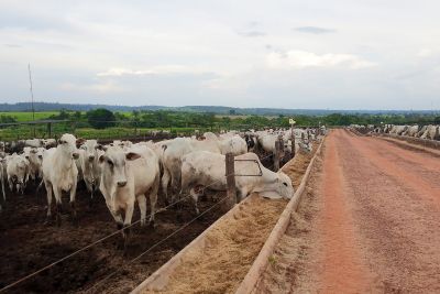notícia: Agência de Defesa Agropecuária atua na prevenção do 'Mal da Vaca Louca'