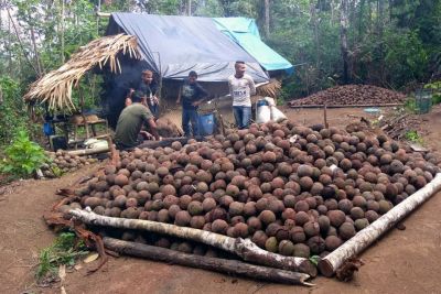 notícia: Parceria com a Emater deve duplicar a produção de castanha do Pará