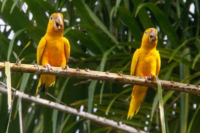 notícia: Ideflor-Bio realiza terceira soltura de ararajubas na Região Metropolitana de Belém