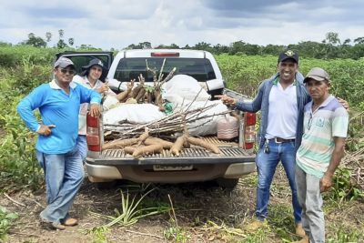 notícia: Emater implanta unidades de observação de manivas em Conceição do Araguaia
