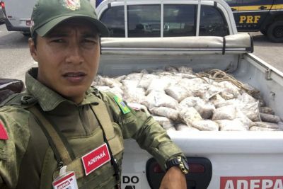 notícia: Grupo Tático da Adepará apreende quase meia tonelada de caranguejo imprópria para consumo