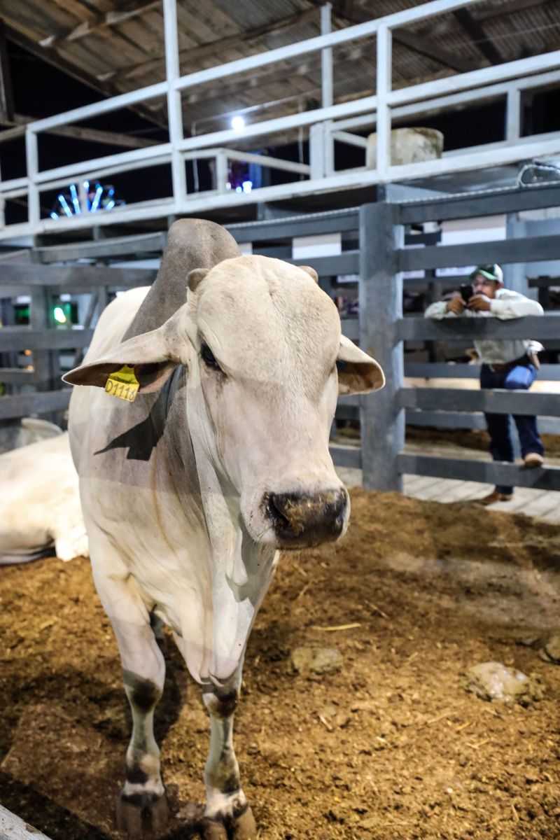 Feira agropecuária de Paragominas parte 1 Fotos Marco Santos/AGPARA <div class='credito_fotos'>Foto: Marco Santos / Ag. Pará   |   <a href='/midias/2021/originais/10102_eec50c64-454b-6329-36f6-b8a8c7f1c350.jpg' download><i class='fa-solid fa-download'></i> Download</a></div>