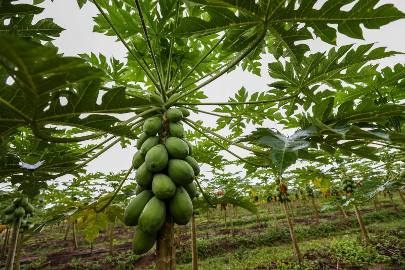  <div class='credito_fotos'>Foto: Marco Santos / Ag. Pará   |   <a href='/midias/2021/originais/10200_4a8ed092-6fc3-d672-b990-2c61775e7510.jpg' download><i class='fa-solid fa-download'></i> Download</a></div>