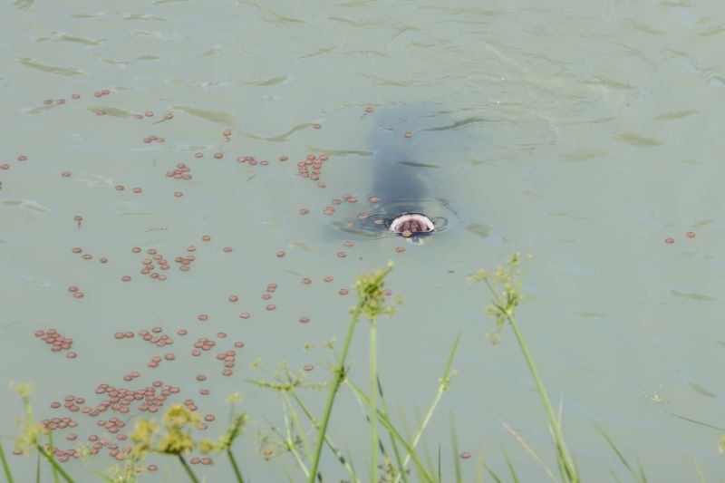  <div class='credito_fotos'>Foto: Marco Santos / Ag. Pará   |   <a href='/midias/2021/originais/10213_2a61d0cc-f315-cf45-c799-6bb3500b4287.jpg' download><i class='fa-solid fa-download'></i> Download</a></div>