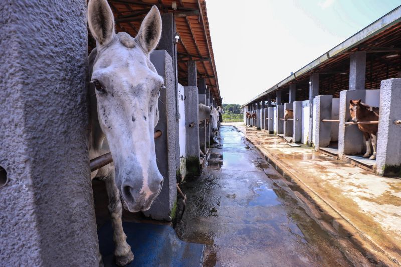 Foto: Jader Paes / Agência Pará