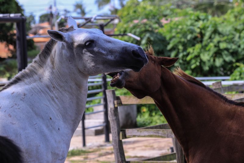 Foto: Jader Paes / Agência Pará