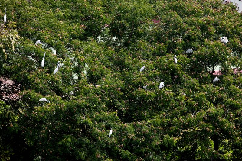 <div class='credito_fotos'>Foto: Bruno Cecim / Ag.Pará | <a href='/midias/2021/originais/7175_8efad2c8-a95f-a27c-3cee-3e878ac6be44.jpg' download><i class='fa-solid fa-download'></i> Download</a></div>