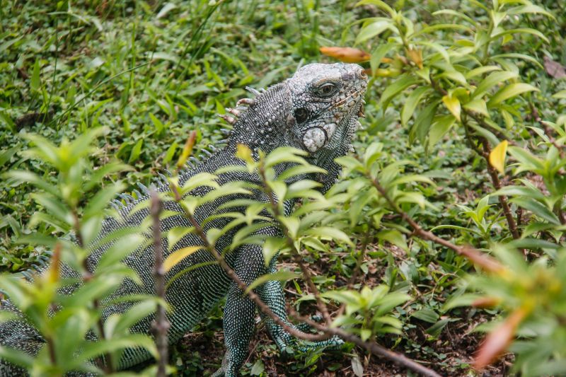  <div class='credito_fotos'>Foto: Divulgação / Ag. Pará   |   <a href='/midias/2021/originais/7309_a1f9a28a-a4d0-e1d8-1699-7c98902f58a6.jpg' download><i class='fa-solid fa-download'></i> Download</a></div>