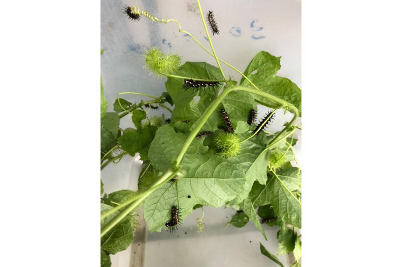 tttttttttttttttttlarva da borboleta comendo a folha do Maracujá do Mato