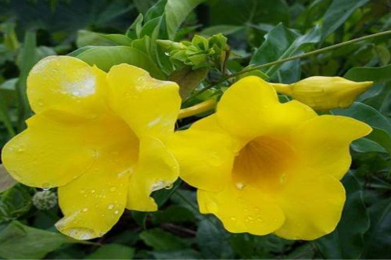 tttttttttttttttAllamanda Cathartica - Apocynaceae
