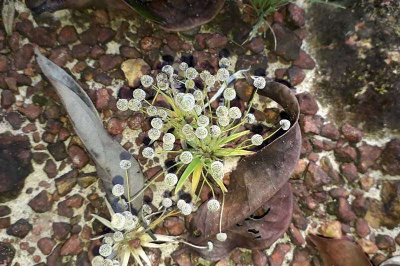 nonononon Espécie Paepalanthus lamarckii_Detalhe