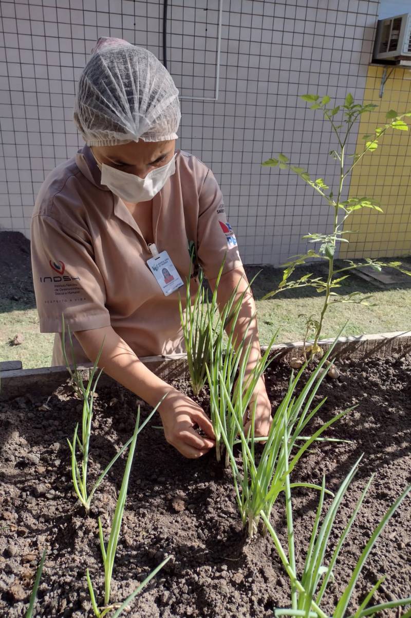 hortalíças da horta isenta de agrotóxico