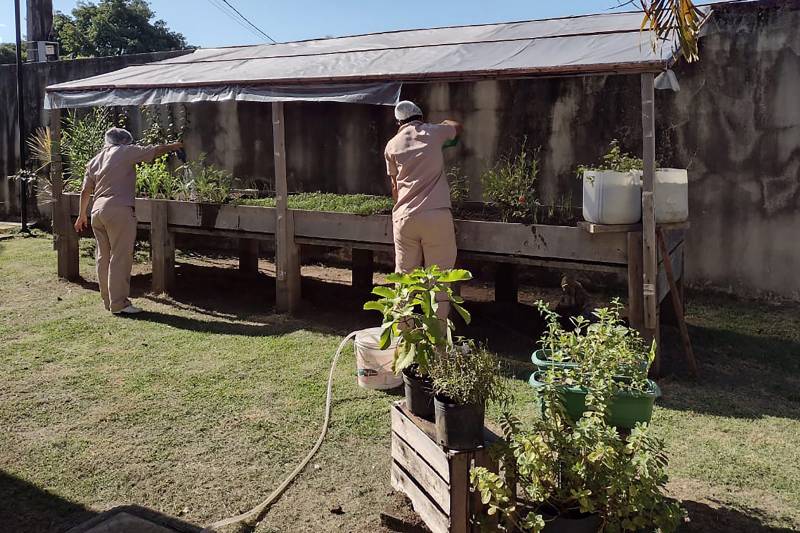A horta mantida pelo HGT, de onde são retirados produtos usados na alimentação dos pacientes e funcionários
