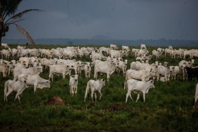notícia: Adepará participa do 4° Fórum do Plano Estratégico sobre a erradicação de Febre Aftosa