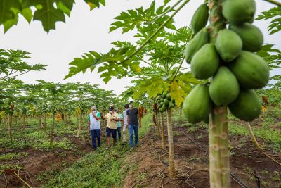 notícia: Emater incentiva o protagonismo de produtores rurais em Igarapé-Açú