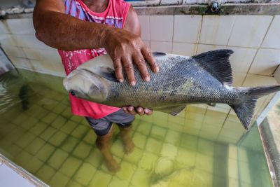 notícia: Sedap incentiva a produção da aquicultura no Pará 