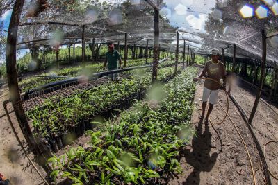 notícia: Adepará participa de sessão especial sobre as cadeias produtivas do cupuaçu e do açaí