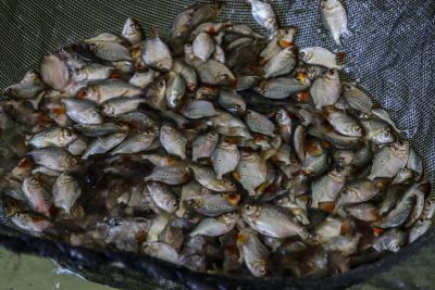 notícia: No Pará, 18 espécies de peixe estão com a pesca proibida