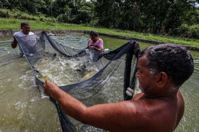 notícia: Governo investe na produção de alevinos e mudas de açaí em Terra Alta