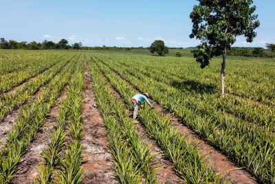 notícia: Governo do Estado investe em ações de beneficiamento da produção do abacaxi no Pará