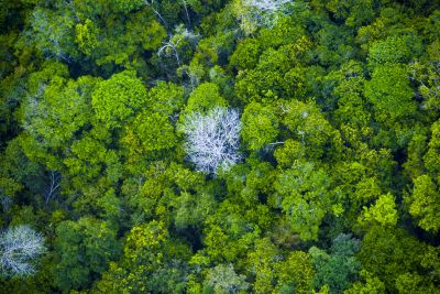 notícia: Começa a Conferência do Clima (COP 27) no Egito, e Pará conduz discussões estratégicas