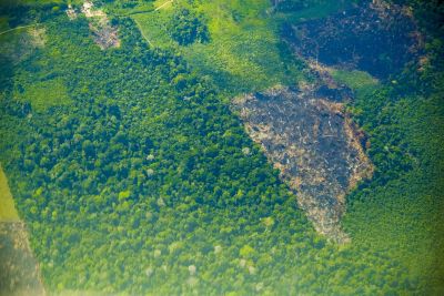 notícia: Pará registra 21% de redução no desmatamento e tem menor área desmatada desde 2019