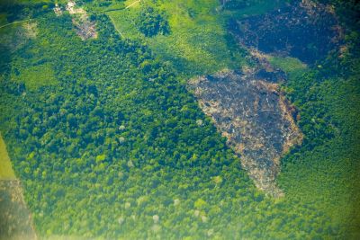 notícia: Pará tem redução de 37% nos alertas de desmatamento em setembro de 2024