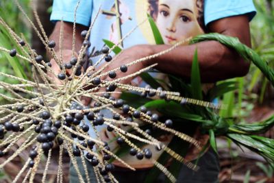 notícia: Semas autoriza usina de beneficiamento de açaí instalada em balsa com energia solar 