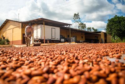 notícia: Ações integradas de órgãos estaduais consolidam produção paraense de cacau