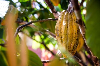 notícia: Produtores do Pará otimistas com indicação à premiação de melhor cacau do Brasil