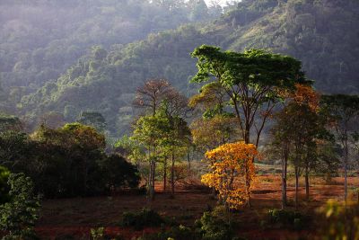 notícia: Estado fará novas concessões para recuperação florestal na APA Triunfo do Xingu