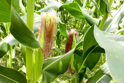 notícia: Com apoio da Emater, produtores de Nova Ipixuna cultivam milho em áreas de pasto