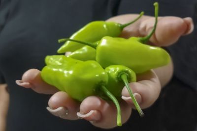 notícia: Em Breves, no Marajó, projeto da Emater 'Hortas em Pequenos Espaços' dá os primeiros frutos