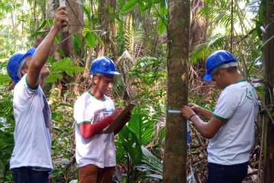 notícia: Emater promove curso de manejo de açaí para melhorar produção em Gurupá
