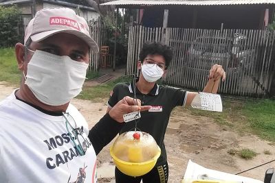 notícia: Adepará prossegue o monitoramento da mosca-da-carambola em Breves