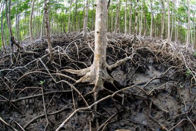 notícia: Ideflor-Bio fiscaliza defeso do caranguejo-uçá para garantir a reprodução da espécie