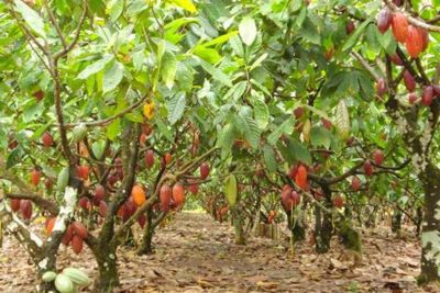 notícia: Pará lidera a produção nacional de cacau pelo segundo ano consecutivo 