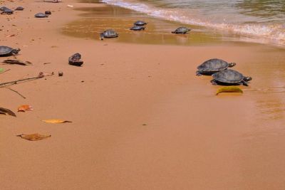 notícia: Semas recebe animais silvestres para soltura na natureza