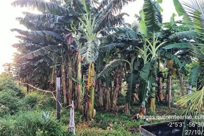 notícia: Pará realiza levantamento de detecção de praga da bananeira
