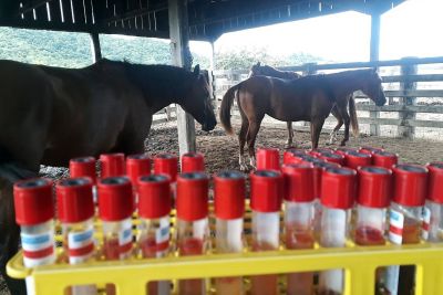 notícia: Adepará inicia combate a focos de Anemia Infecciosa Equídea em Castelo dos Sonhos