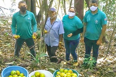notícia: Emater planeja sistemas agroflorestais, a partir da colheita da fruta 'golosa'